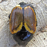 Popillia bipunctata